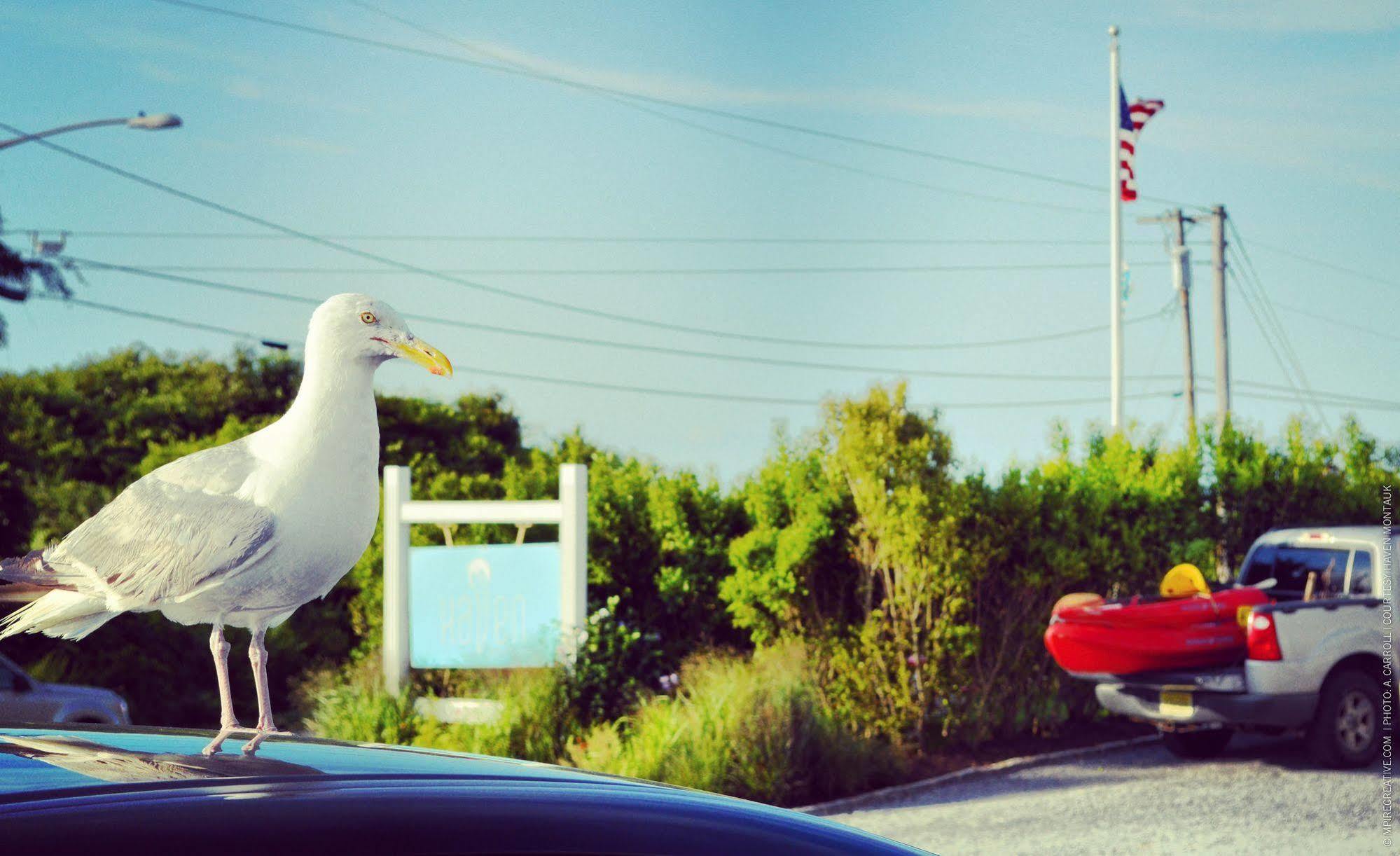 Haven Montauk Otel Dış mekan fotoğraf